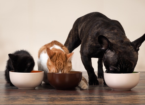 5 Dos and Don'ts for Mixing Your Pet's Food