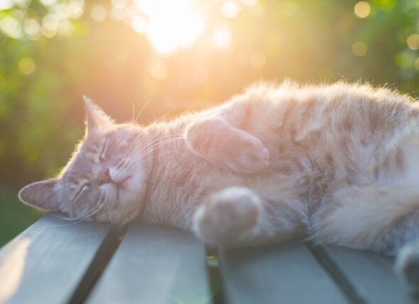 Solar Dermatitis in Cats: How to Prevent Cat Sunburn