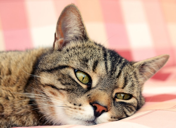 Treating Upper Respiratory Infections in Cats