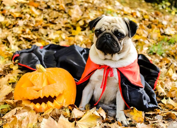 Halloween Safety Tips: What Not to Do to Your Pet on Halloween
