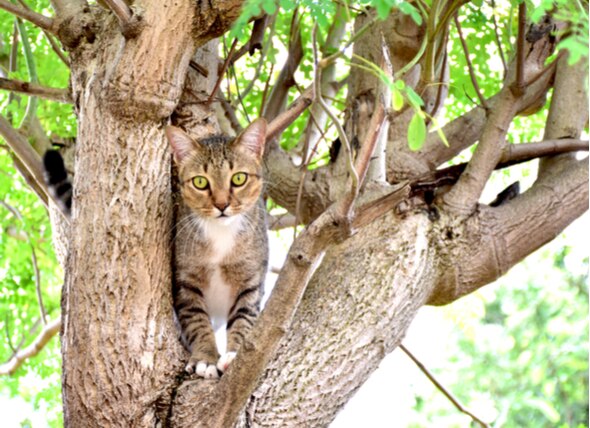Why Do Cats Get Stuck in Trees?