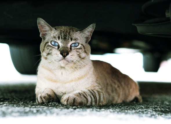 Cat Safety: What to Do If Your Cat Is Hit by a Car