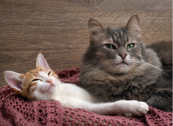 Introducing Cats: Bringing Home a Kitten to Meet Your Senior Cat