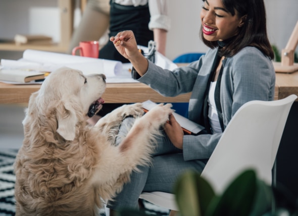 Take Your Dog to Work Day: Training Tips for Dogs On the Job