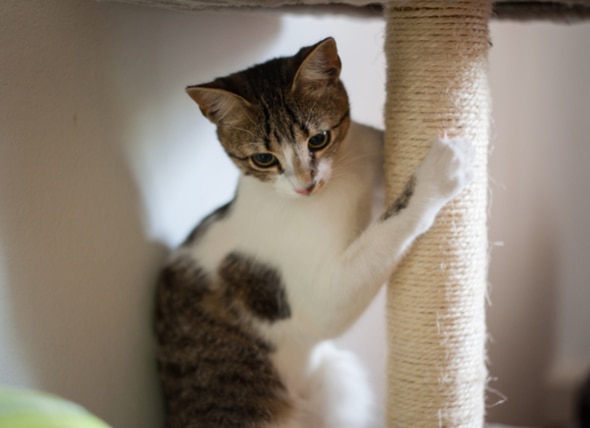 What's Your Cat's Scratching Style?