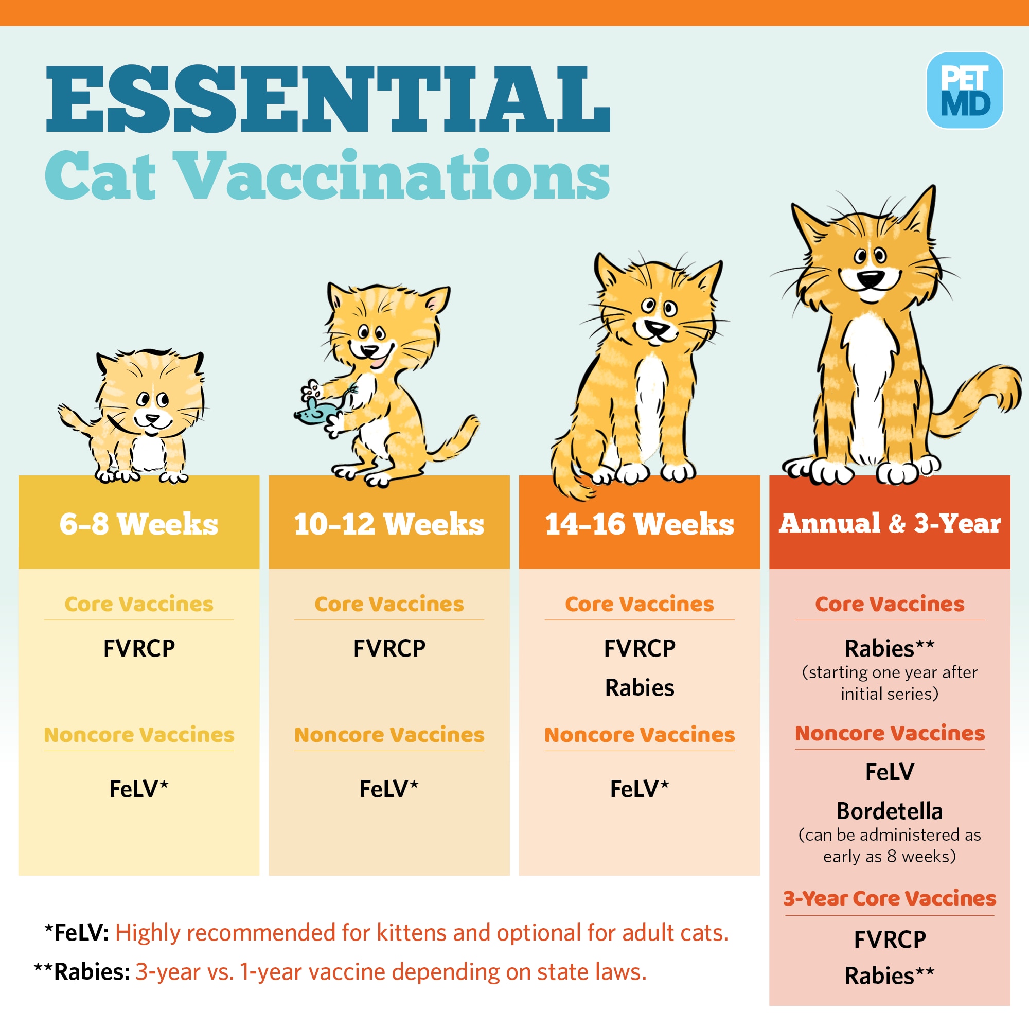 Basic Vaccine Schedule for Cats | PetMD 