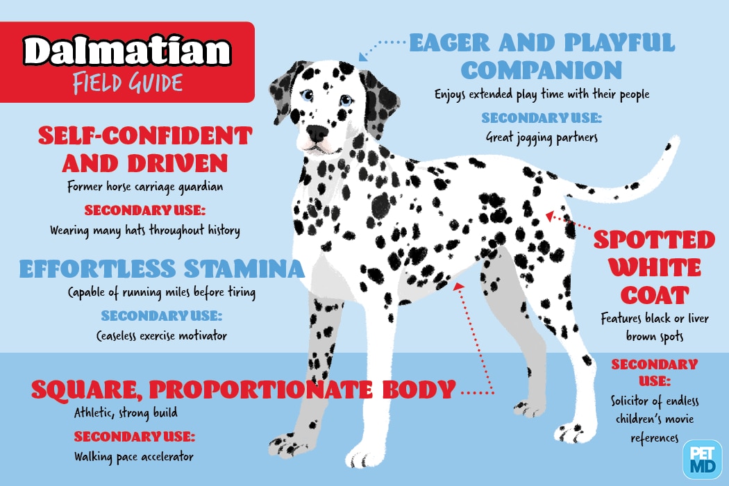 Dalmatian Field Guide