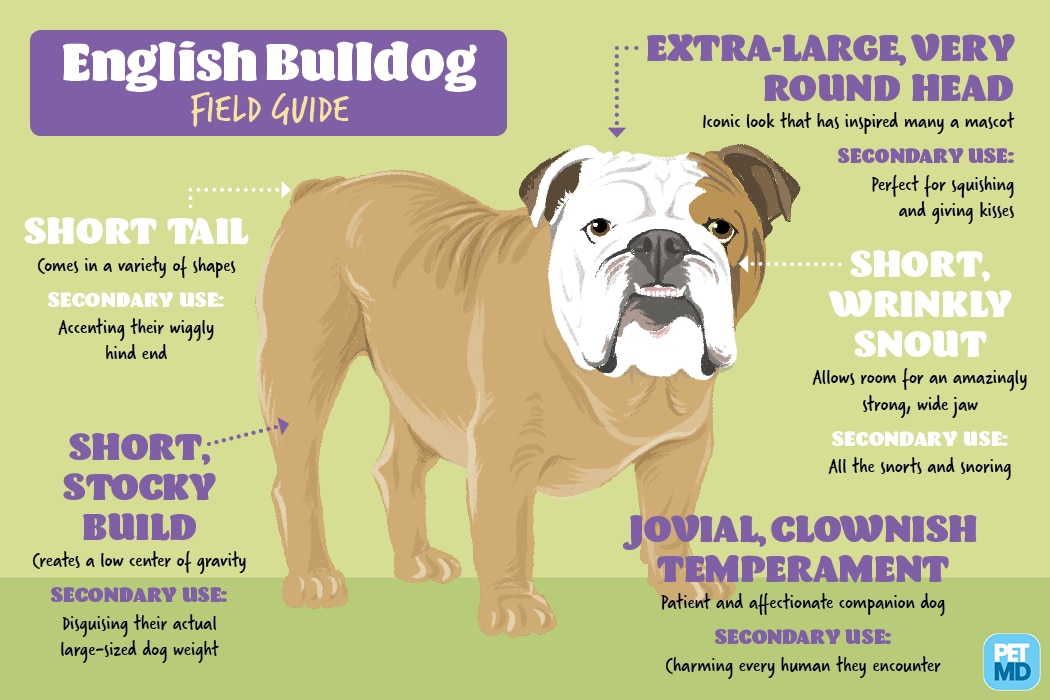 English Bulldog Field Guide