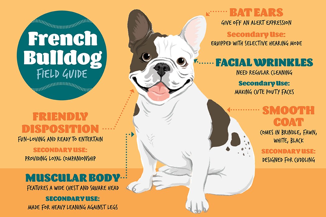 French Bulldog Field Guide