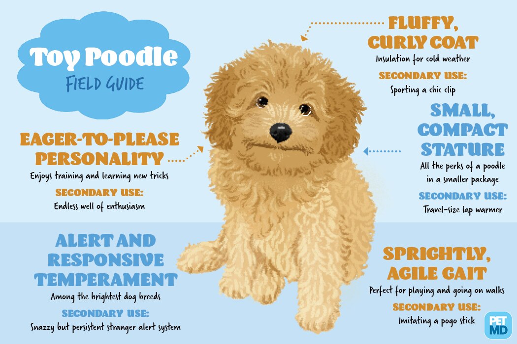 teddy bear poodle size