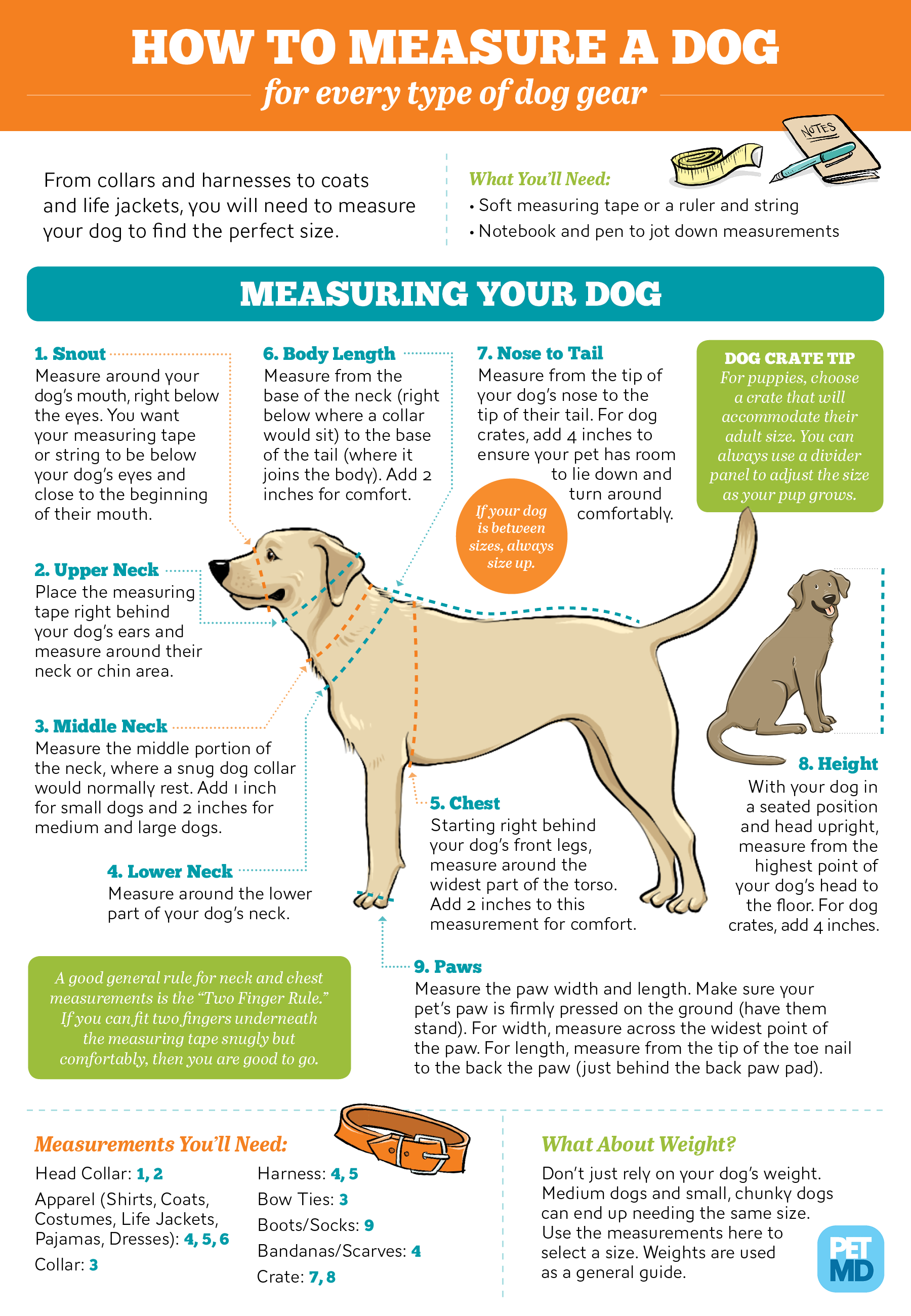 Guide for Finding Dog Measurements for All Your Dog Supplies
