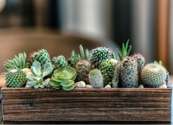 Are Succulents Poisonous to Cats and Dogs?