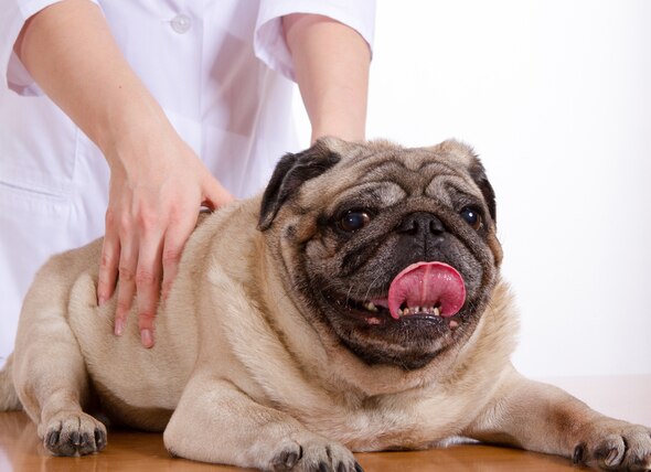When to See a Dog Chiropractor and What They Can Do