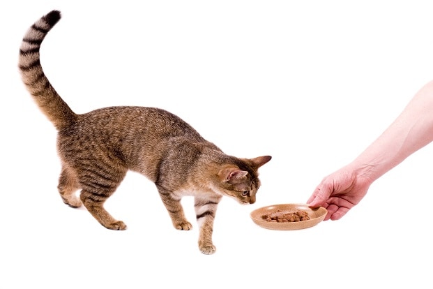 How to Treat Feline Distemper