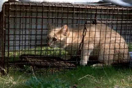 On moving and relocating outdoor and feral cats: A quick and dirty how-to guide