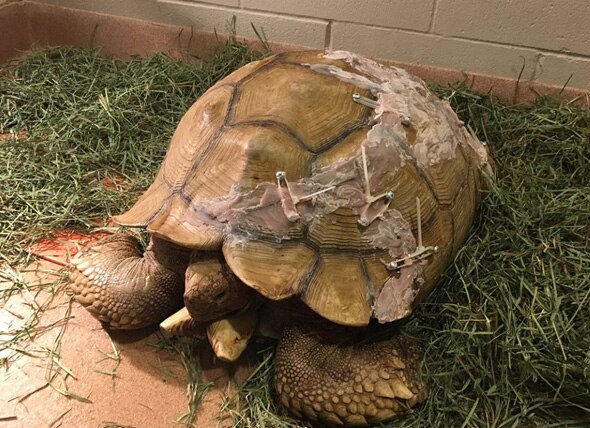 Humpty Gets Put Back Together Again: Spirit Fund Helps Fix Tortoise’s Broken Shell