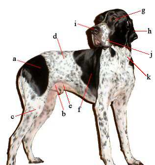 Ten easy steps to a FULL physical examination for your pet