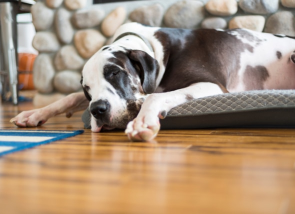 How to Pick Out Large Dog Beds for Giant Dog Breeds