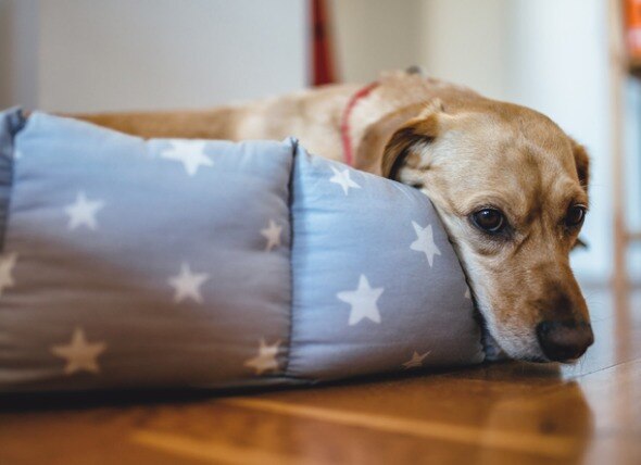 Can You Treat Dog Anxiety With OTC Supplements and Calming Products?