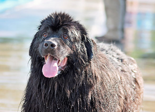 what dog breeds can swim