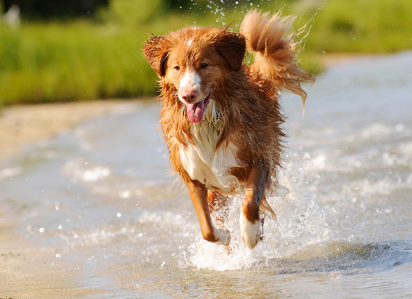 what dog breeds can swim