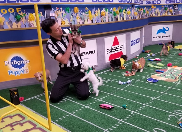 8 Things You Didn’t Know About the Puppy Bowl