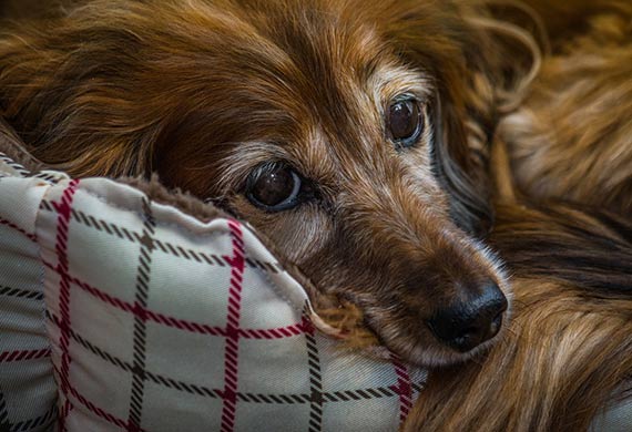 Natural Treatments for Renal Disease in Dogs | PetMD