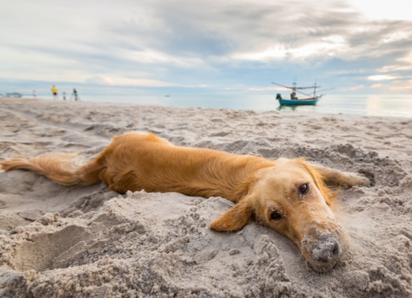 are beaches safe for dogs