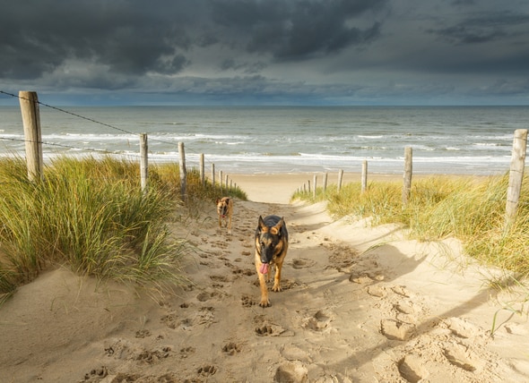 are beaches safe for dogs