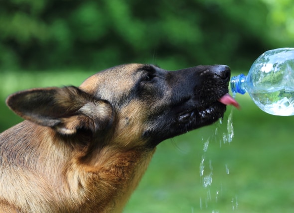 How to Exercise Your Dog When It's Hot Outside - dogIDs