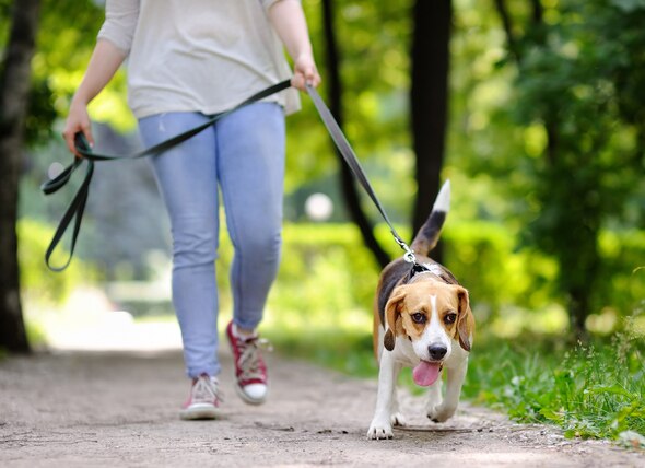 Is Walking Your Dog Good Exercise? · The Wildest