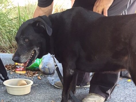 Homeless Man Who Refused to Abandon His Dog Gets Help From Rescue Organization