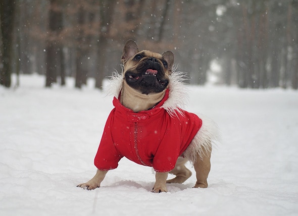 How to Keep a Dog Warm in Winter Weather