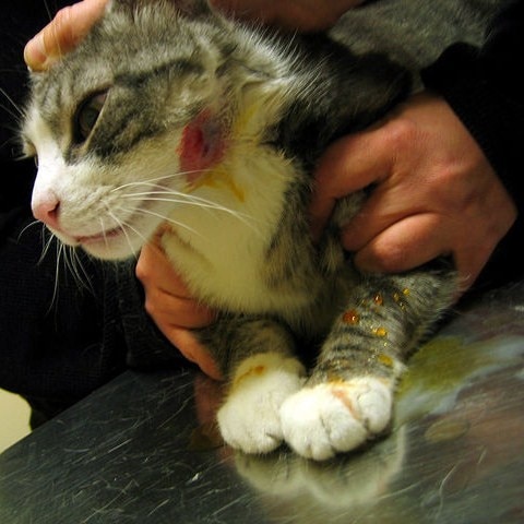 Cat Bite Abscesses: What YOU Need to Know