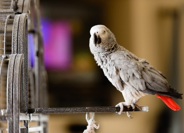 7 Ways to Help Prevent Your Pet Parrot From Becoming Bored
