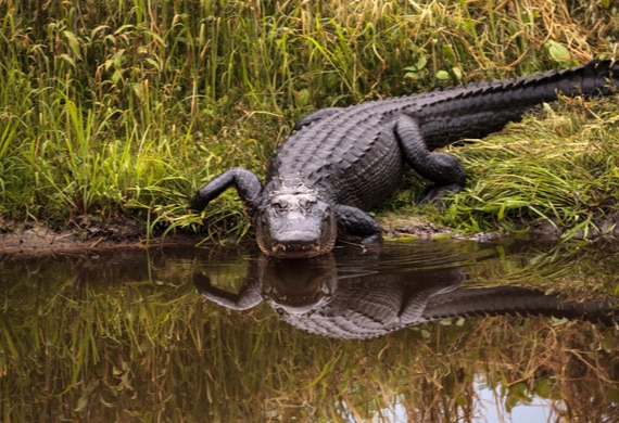 6 Pet Safety Tips For After A Hurricane Hits | PetMD