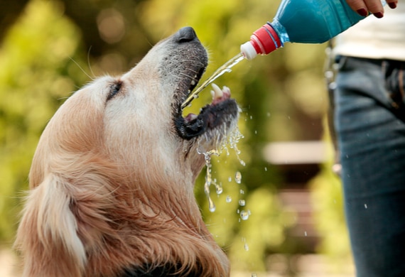 6 Pet Safety Tips For After A Hurricane Hits | PetMD