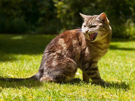 Aggression in Cats (Overview)