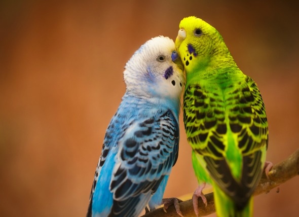 All About Budgerigars