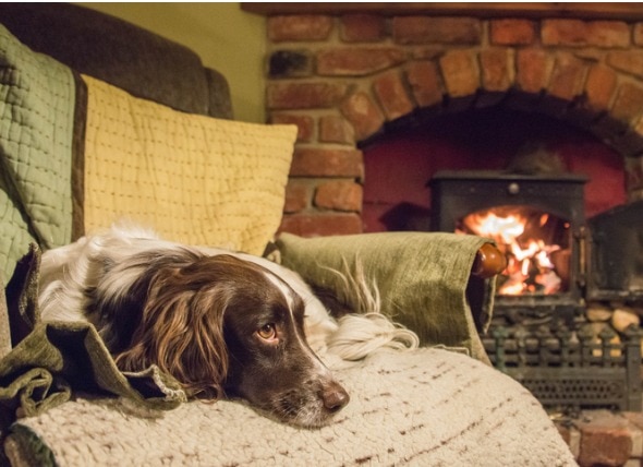 7 Ways to Ease Dog Arthritis in Cooler Weather