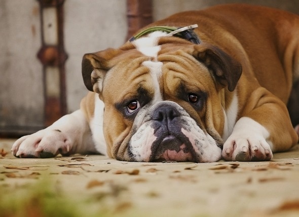 Is Ibuprofen Safe for Dogs? | PetMD