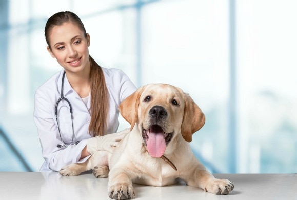 what are the risks of anesthesia in dogs