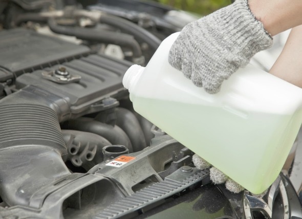 Antifreeze Poisoning in Cats