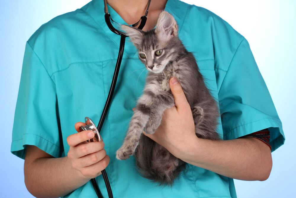 Bacterial Infection (Campylobacteriosis) in Cats PetMD