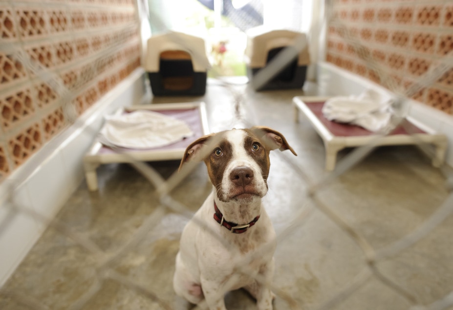 8 Signs of a Bad Boarding Kennel | PetMD