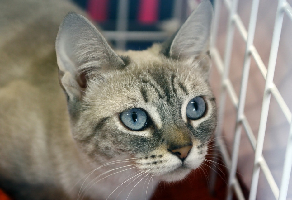 Is Boarding Bad For Dogs