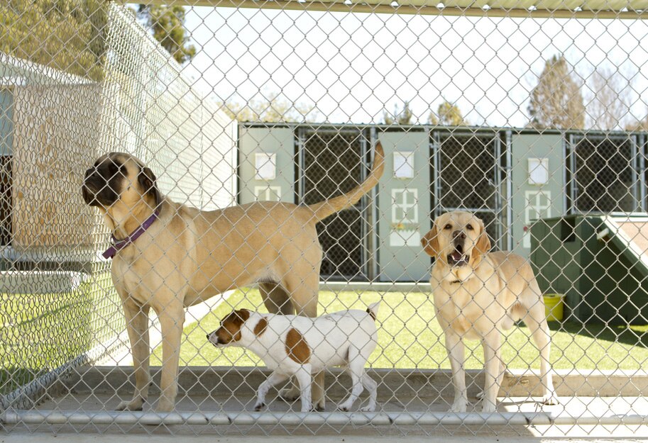 8 Signs of a Bad Boarding Kennel | PetMD