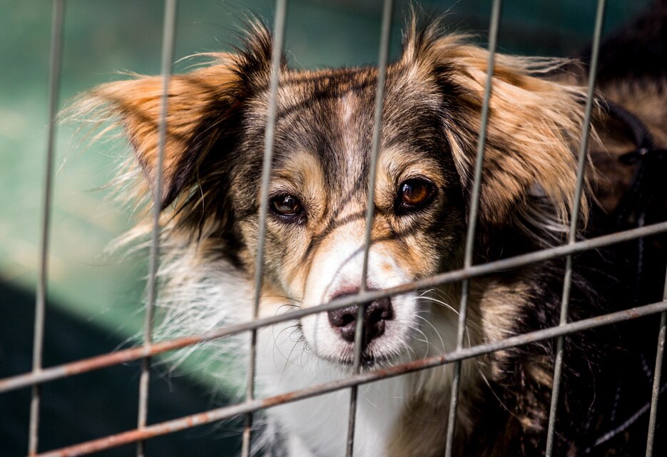 8 Signs of a Bad Boarding Kennel PetMD