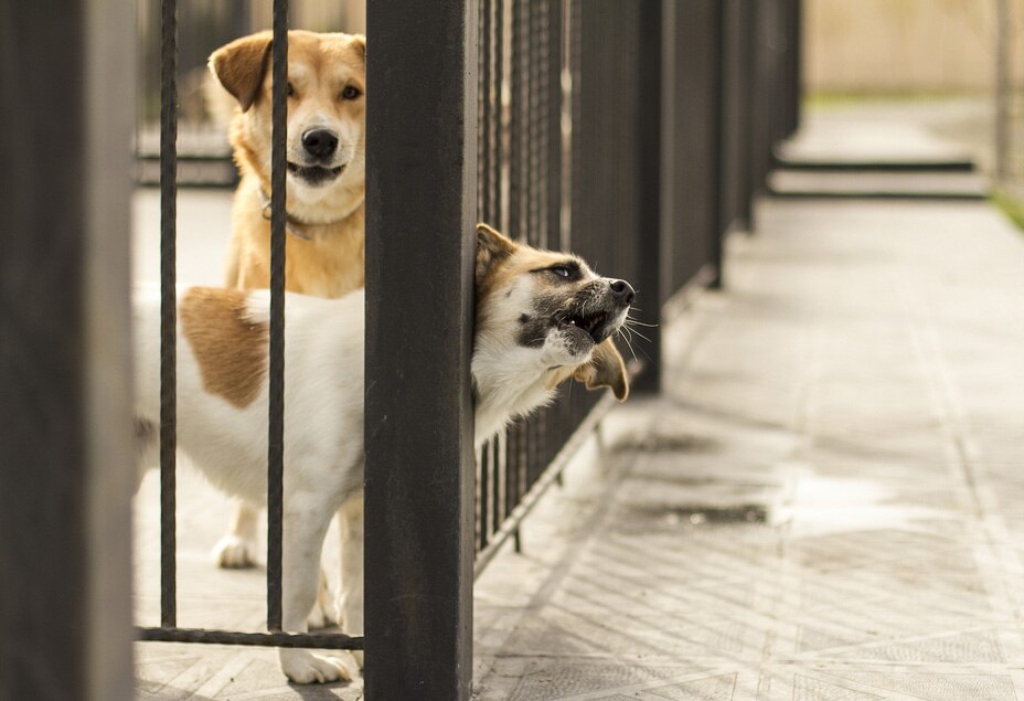 8 Signs of a Bad Boarding Kennel PetMD