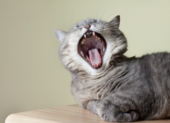 Bad Breath (Chronic) in Cats